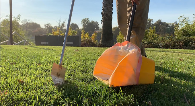 Dog in a freshly cleaned backyard